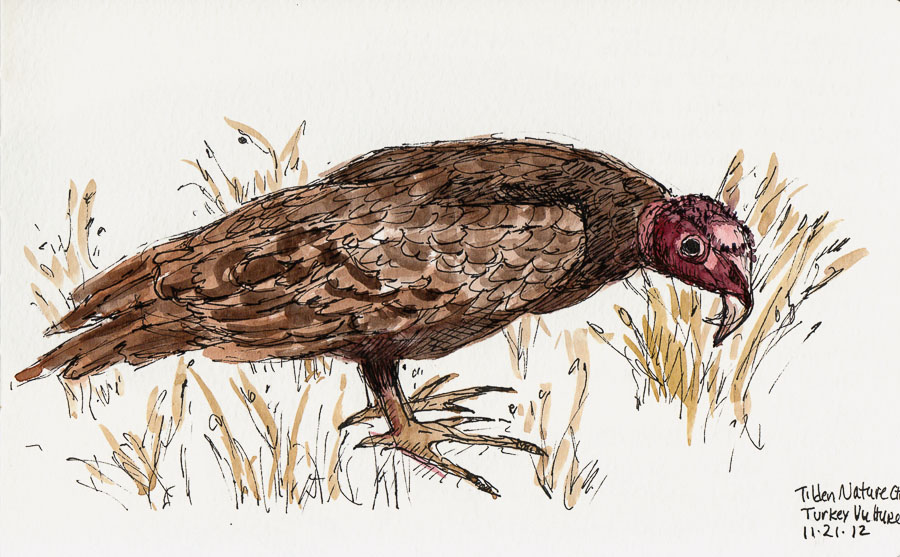 Turkey Vulture Drawing at Explore collection of