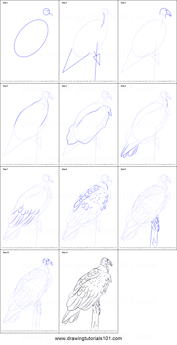 Turkey Vulture Drawing at PaintingValley.com | Explore collection of ...