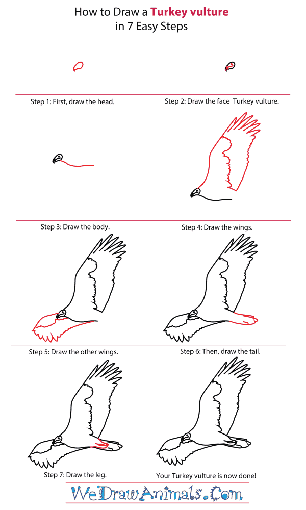 600x1000 how to draw a turkey vulture - Turkey Vulture Drawing