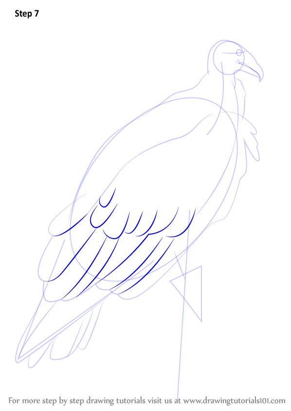 598x844 learn how to draw a turkey vulture - Turkey Vulture Drawing