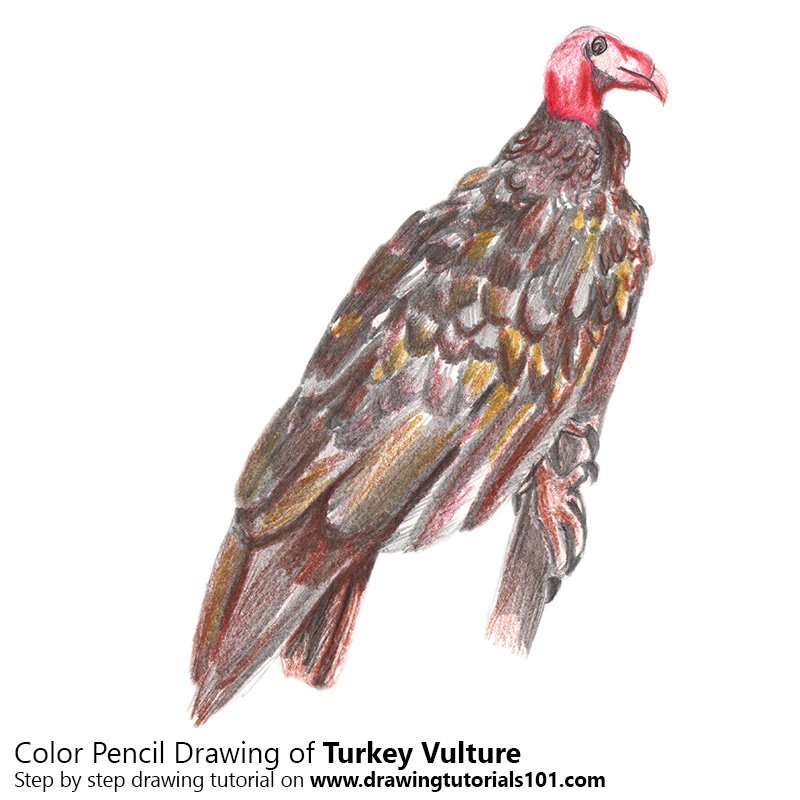 800x800 turkey vulture colored pencils - Turkey Vulture Drawing