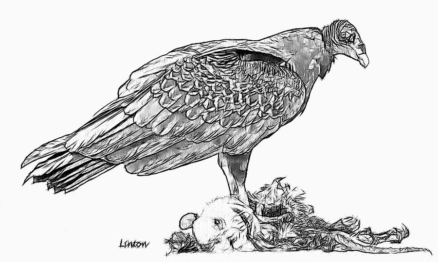 Turkey Vulture Drawing at Explore collection of