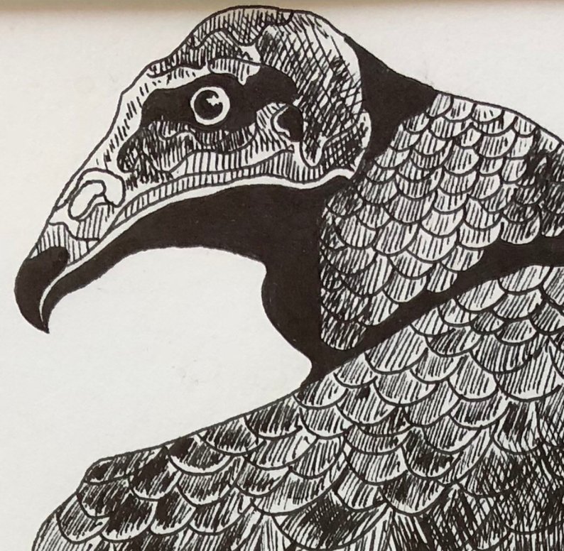794x776 turkey vulture drawing etsy - Turkey Vulture Drawing