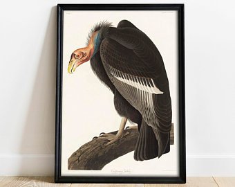 340x270 vulture drawing etsy - Turkey Vulture Drawing
