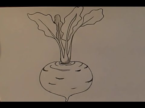 480x360 risuem, repa, pencil drawings, turnip, hand drawing - Turnip Drawing