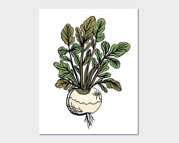 570x456 turnip art print illustrated vegetables seasonal produce etsy - Turnip Drawing