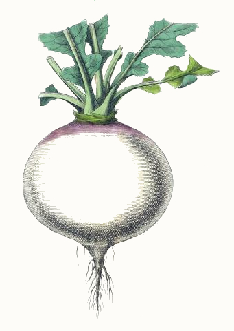 341x481 turnip drawing - Turnip Drawing