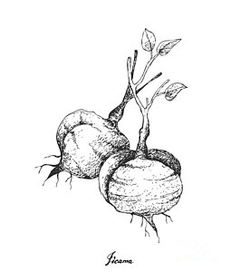 255x300 turnip drawings fine art america - Turnip Drawing