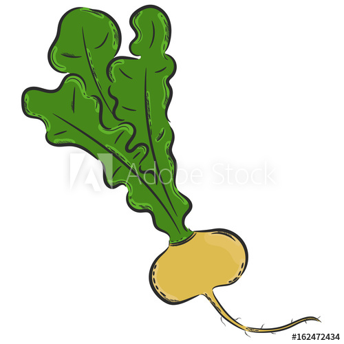 500x500 vector hand drawn illustration isolated turnip detailed - Turnip Drawing