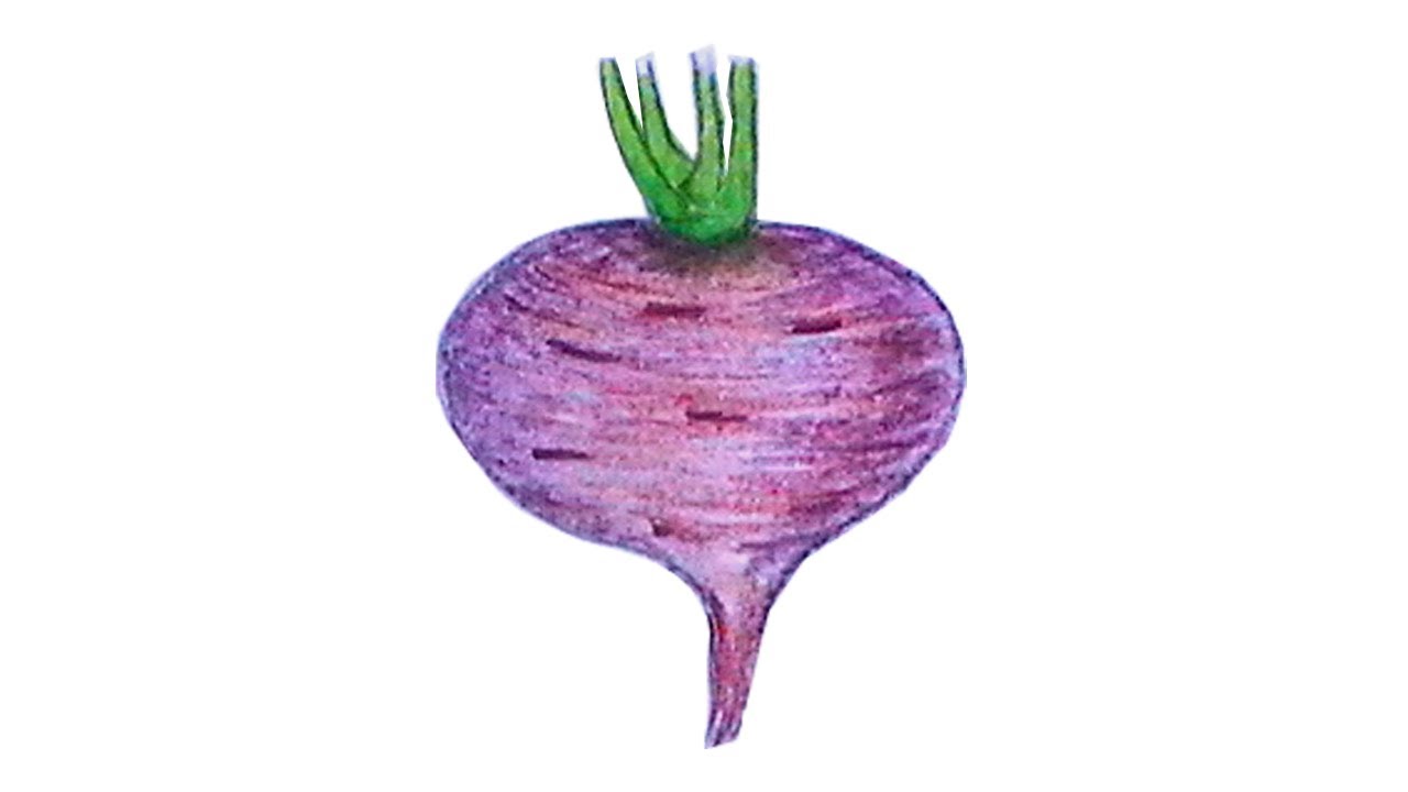 Turnip Drawing at Explore collection of Turnip Drawing