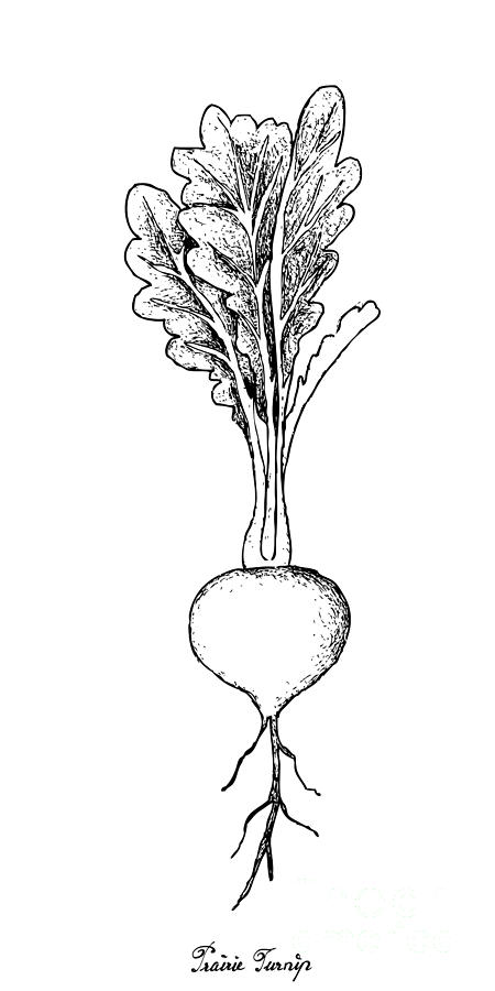 450x900 hand drawn of prairie turnip on white background drawing - Turnip Drawing