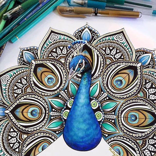 640x640 Peacock Drawing - Turquoise Drawing