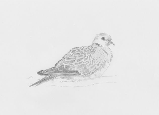 630x454 exhibition and auction d of turtle dove conservation - Turtle Dove Drawing
