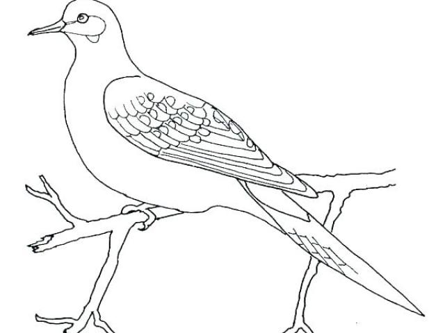 640x480 Free Drawn Turtle Dove, Download Free Clip Art - Turtle Dove Drawing