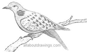 291x173 How To Create Dove Drawings - Turtle Dove Drawing