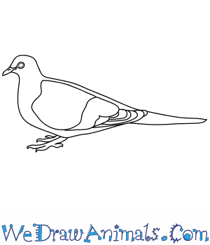 300x350 How To Draw A Mourning Dove - Turtle Dove Drawing