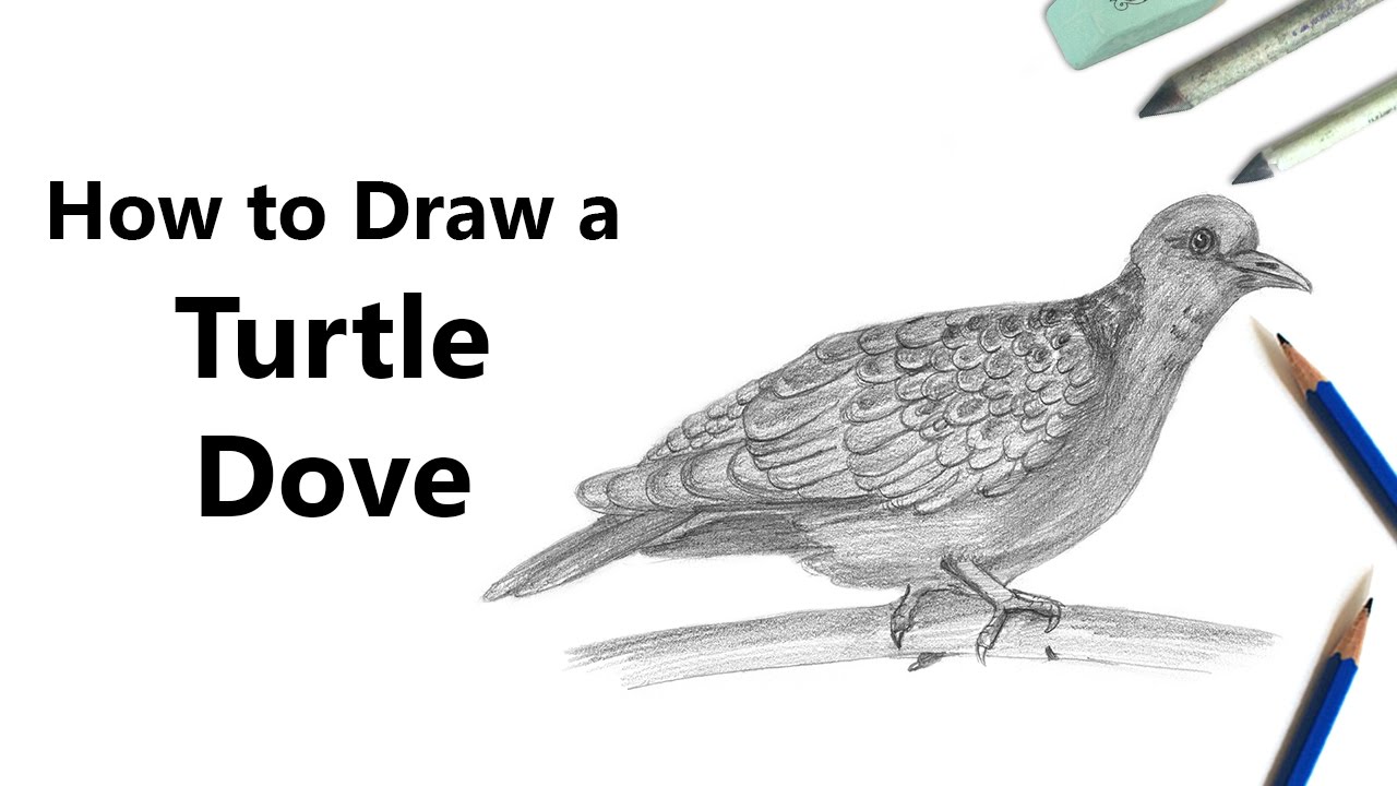 1280x720 How To Draw A Turtle Dove With Pencils - Turtle Dove Drawing
