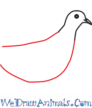 300x350 How To Draw A Ufeffturtle Dove - Turtle Dove Drawing