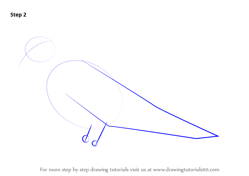 843x596 Learn How To Draw A Mourning Dove - Turtle Dove Drawing