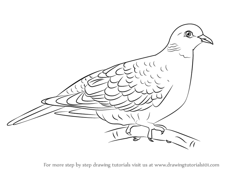 800x565 Learn How To Draw A Turtle Dove - Turtle Dove Drawing