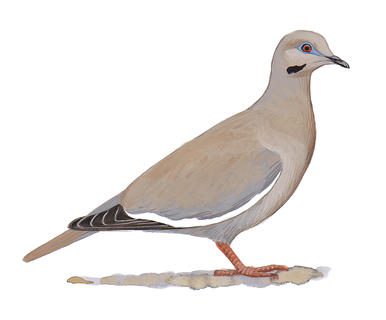 386x320 Mourning Dove Audubon Field Guide - Turtle Dove Drawing