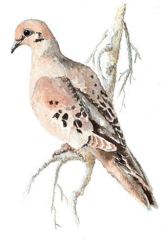 Turtle Dove Drawing at Explore collection of