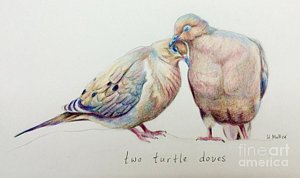 300x178 Two Turtle Doves Drawing - Turtle Dove Drawing