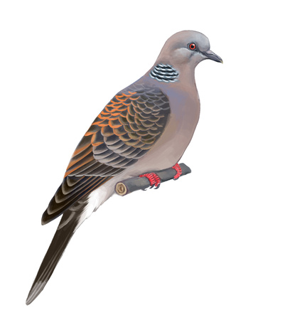 Turtle Dove Drawing at PaintingValley.com | Explore collection of ...