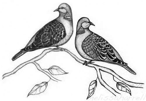 Turtle Dove Drawing At Explore Collection Of Turtle Dove Drawing 