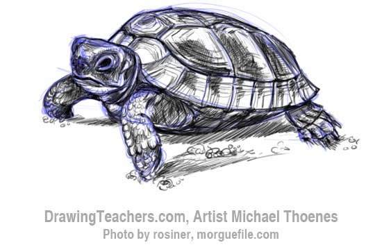 550x353 How To Draw A Turtle Walking - Turtle Drawing