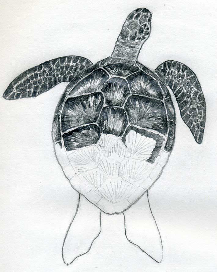 710x892 How To Draw A Turtle - Turtle Drawing