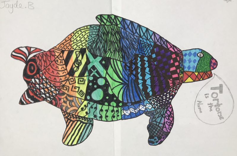 800x527 Turtle Drawing - Turtle Drawing
