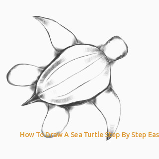 320x320 How To Draw A Sea Turtle Step - Turtle Drawing Easy