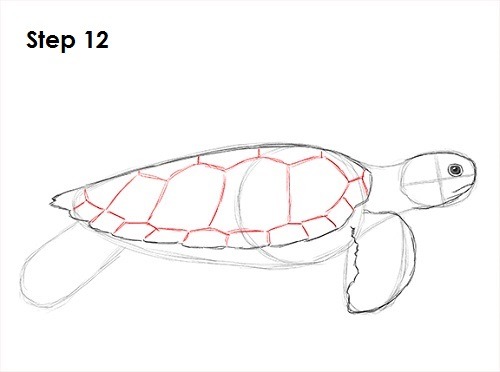 500x372 Sea Turtle Drawing Easy - Turtle Drawing Easy
