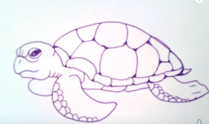 300x178 How To Draw A Sea Turtle Easy Step - Turtle Drawing Easy