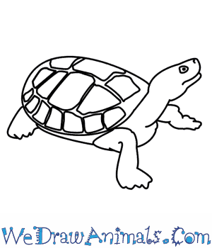 300x350 How To Draw A Turtle - Turtle Drawing Easy