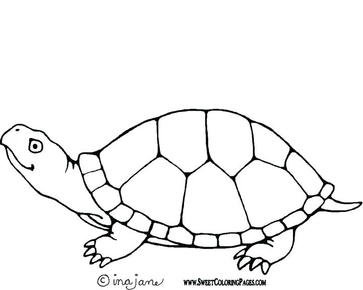 720x576 Sea Turtle Coloring - Turtle Drawing For Kids