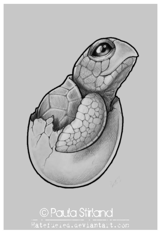 Realistic Turtle Drawing at Explore collection of