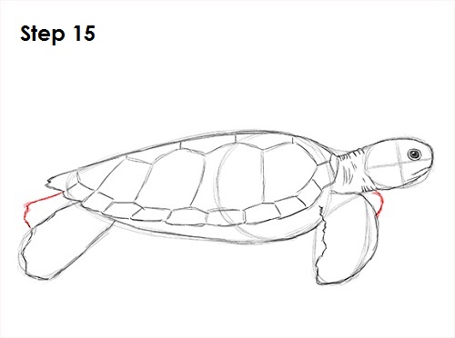 500x372 How To Draw A Green Sea Turtle - Turtle Drawing Images
