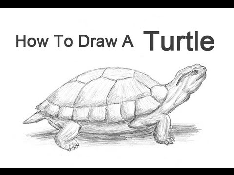 480x360 How To Draw A Turtle - Turtle Drawing Images