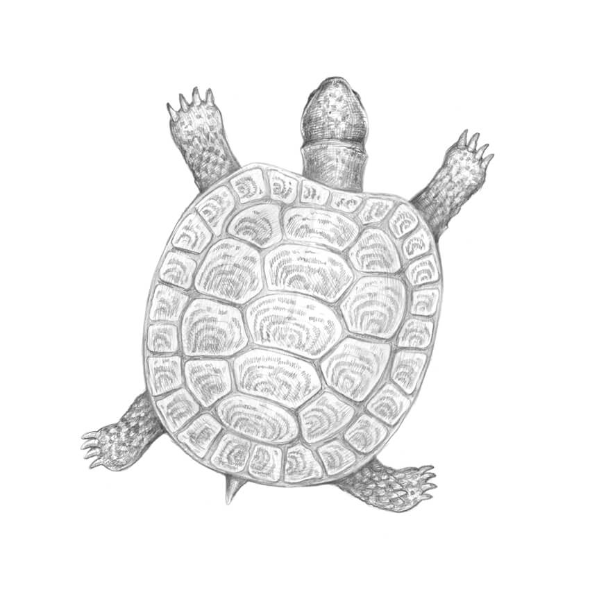 850x850 How To Draw A Turtle - Turtle Drawing Images