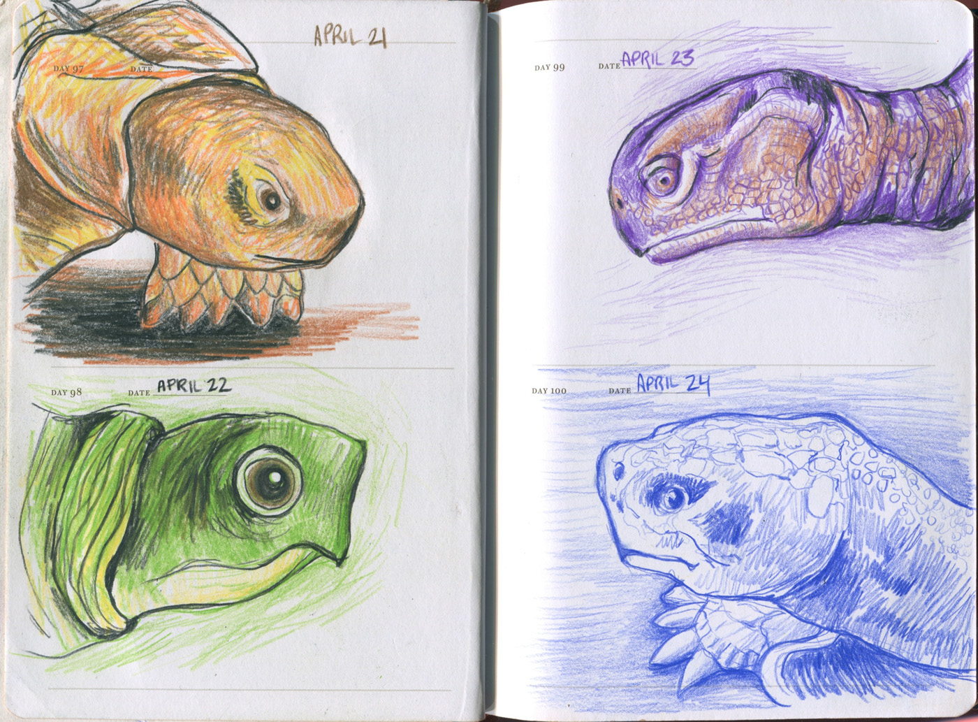 1400x1033 Turtles And Tortoises Face Off Sketch A Day Kristingjerdset - Turtle Face Drawing