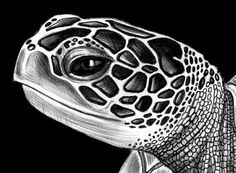 236x173 Drawn Sea Turtle Face - Turtle Face Drawing