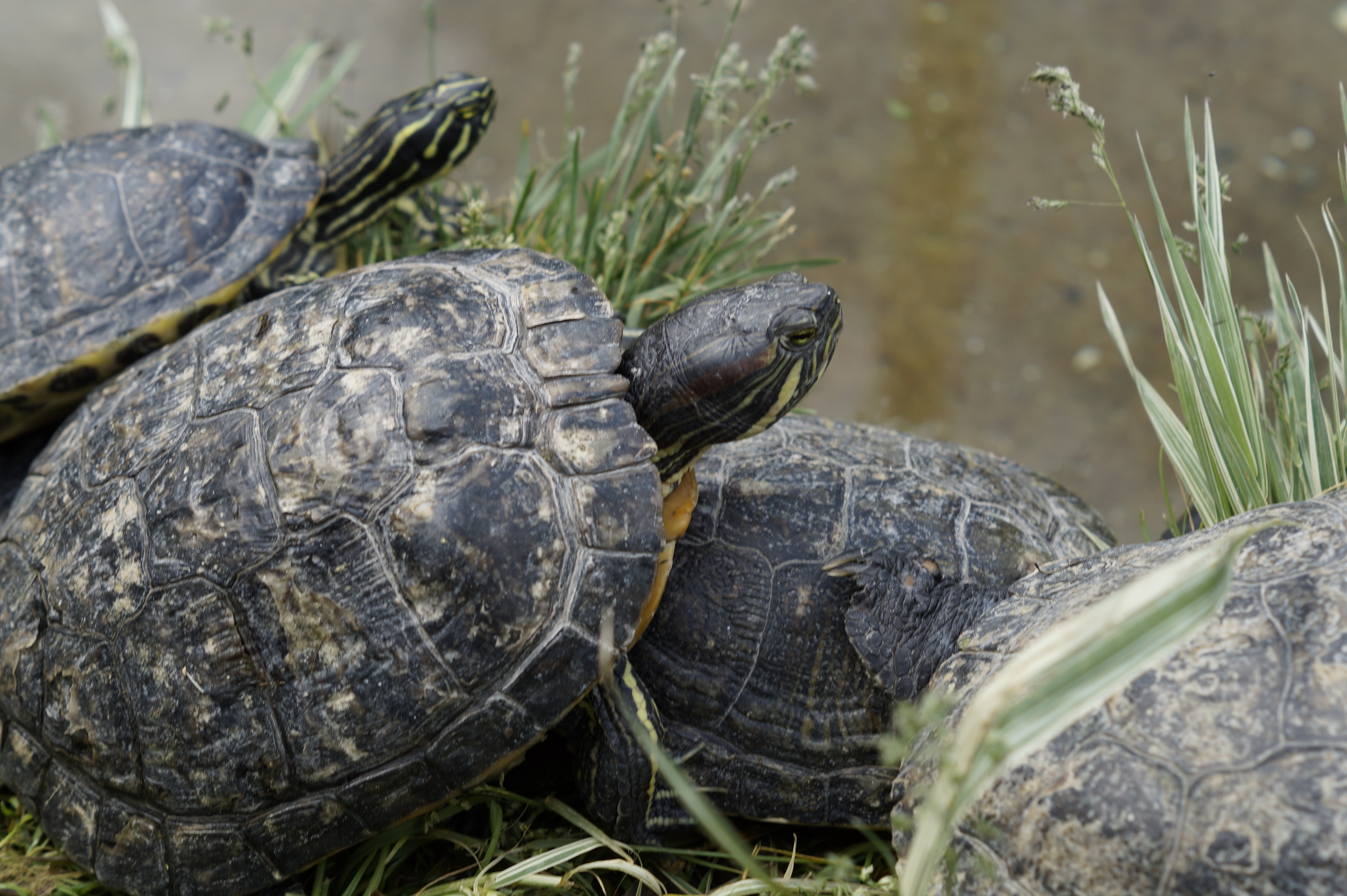5456x3632 Free Images Lake, Animal, Wildlife, Zoo, Portrait, Rest, Reptile - Turtle Face Drawing