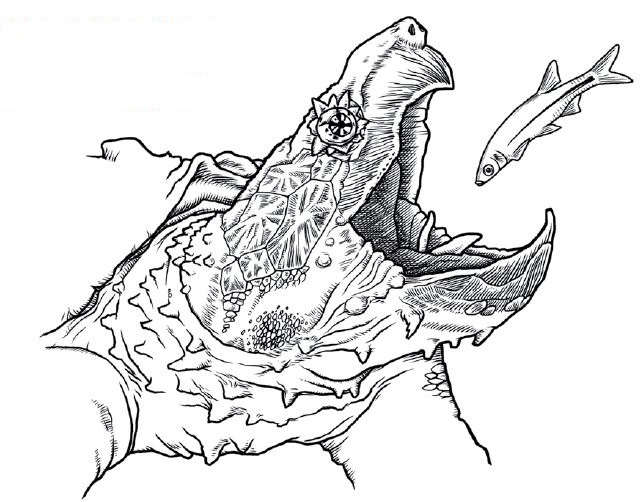 640x502 Education - Turtle Head Drawing
