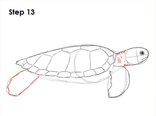 500x372 How To Draw A Green Sea Turtle - Turtle Head Drawing