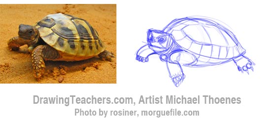 550x242 How To Draw A Turtle Walking - Turtle Head Drawing