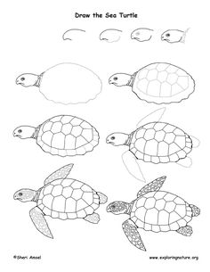 236x305 how to draw a sea turtle blog art painting in sea turtle - Turtle Head Drawing
