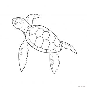 Turtle Head Drawing at PaintingValley.com | Explore collection of ...