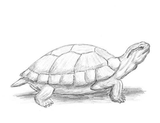 550x425 Turtle - Turtle Head Drawing